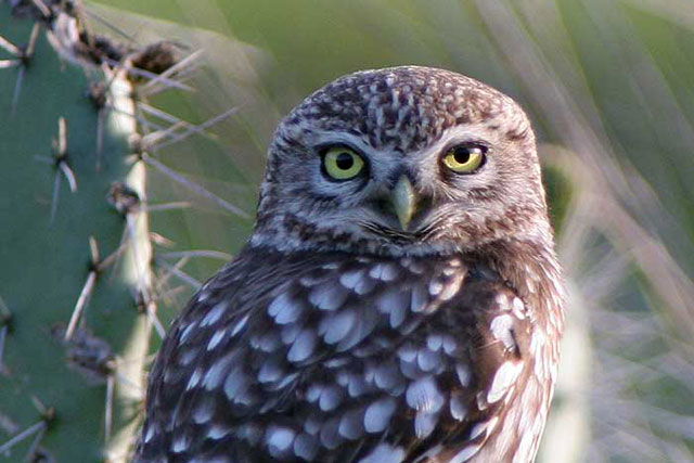 birds-little-owl